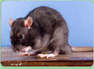 rat control Crewe