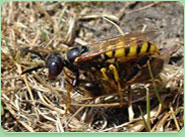 wasp control Crewe